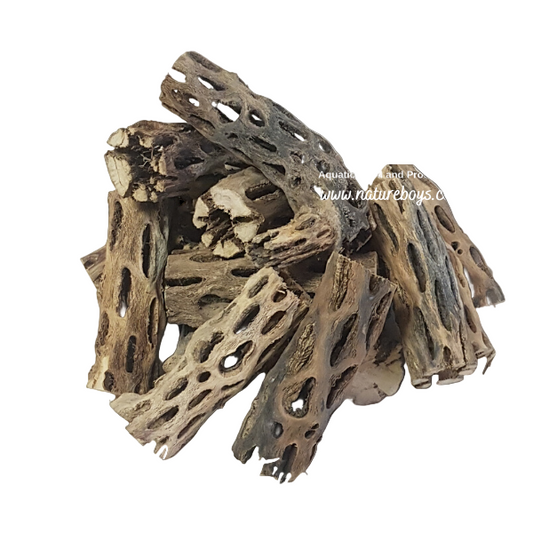 Nature boys cholla fingers 1