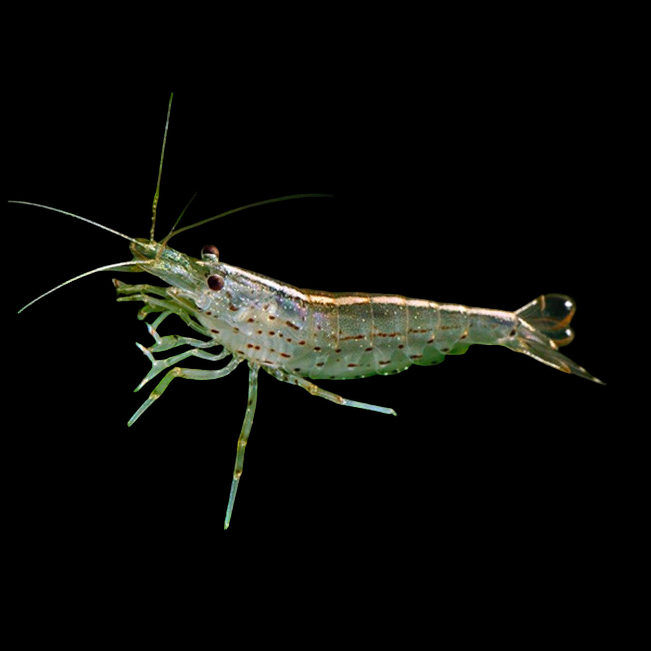 Amano shrimp