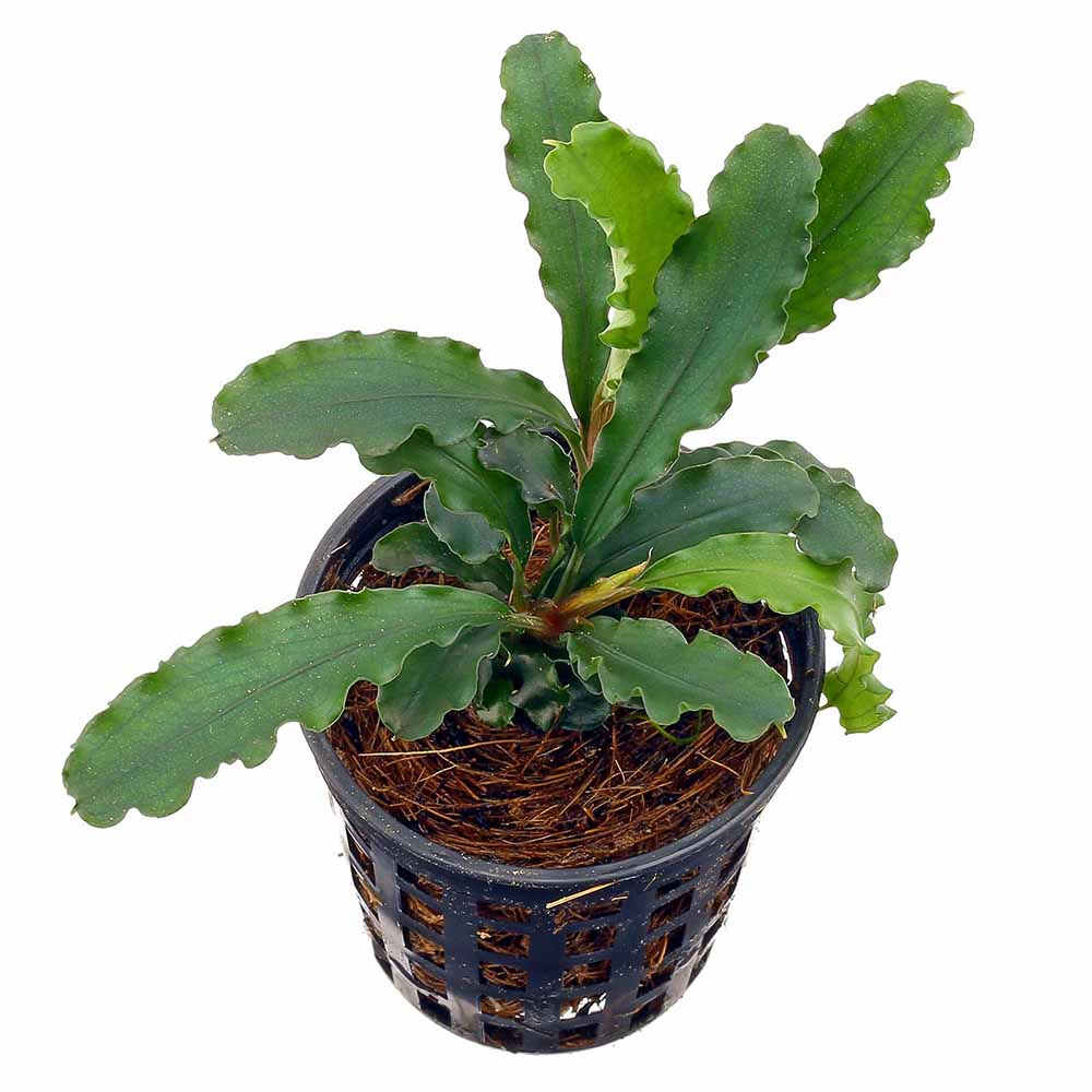 Bucephalandra sp 'Green Wavy'