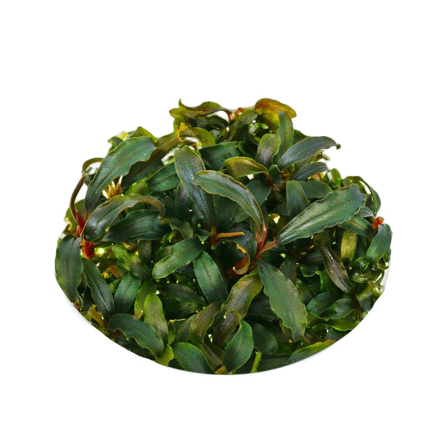 Bucephalandra 'kedakang'