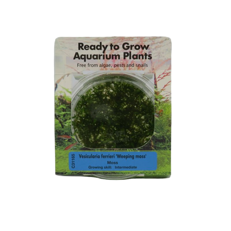 RTG Vesicularia ferrieri 'Weeping moss' TC