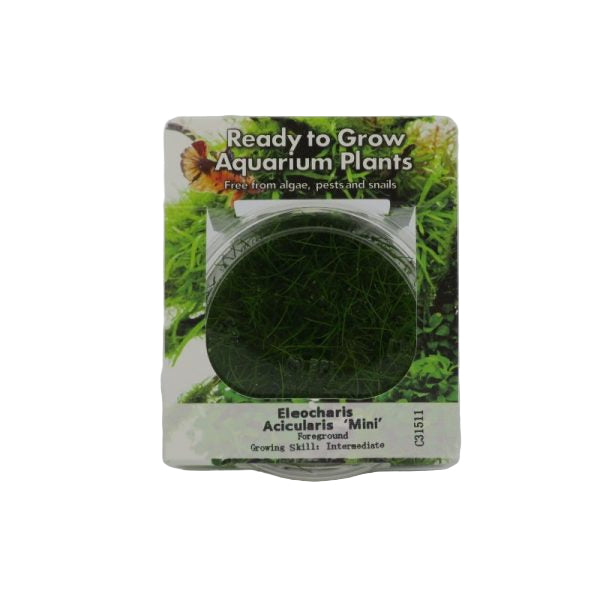 RTG Eleocharis acicularis 'Mini' tc