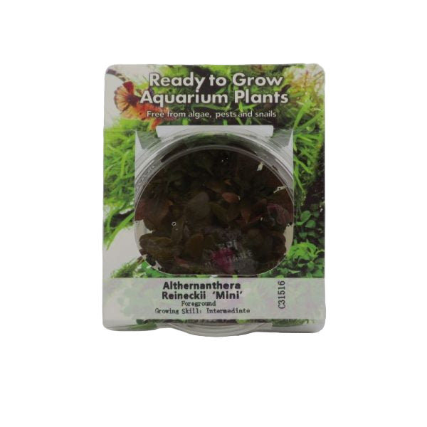 RTG Alternanthera reineckii 'Mini'