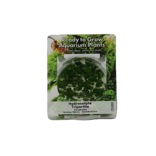 RTG Hydrocotyle tripartita TC