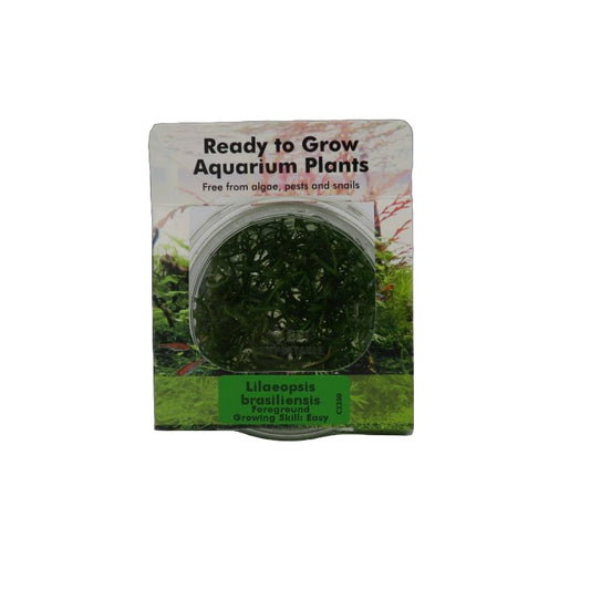 RTG Lilaeopsis brasiliensis TC