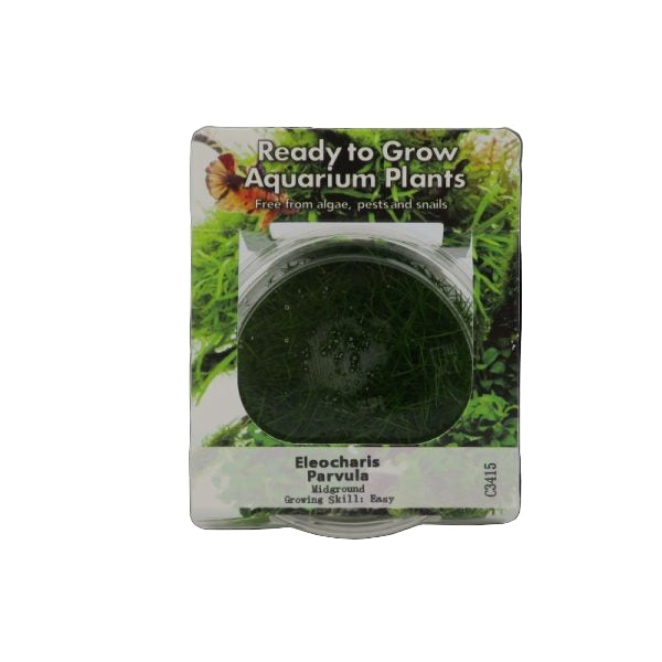 RTG Eleocharis parvula TC