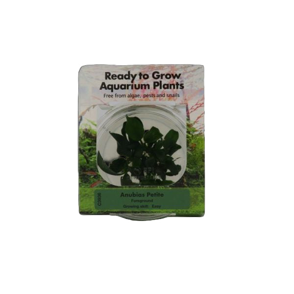 RTG anubias 'petite' TC