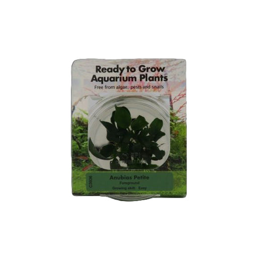RTG anubias 'petite' TC