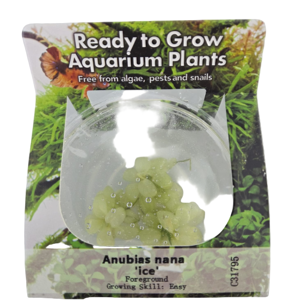 RTG Anubias nana 'ice' tc