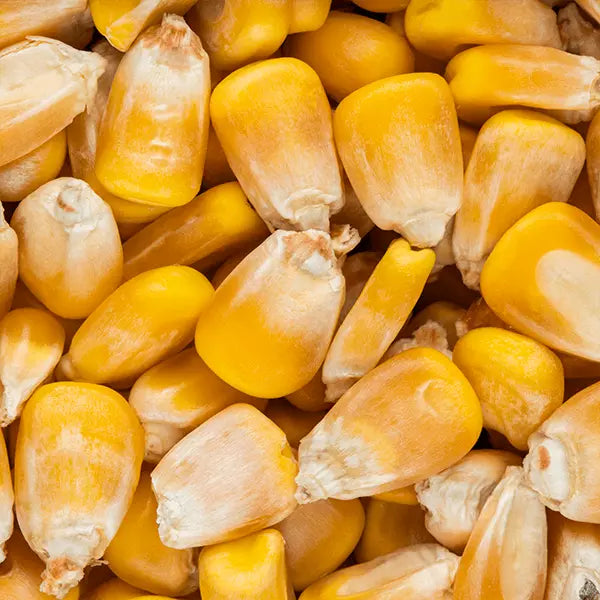 Yellow maize 10kg