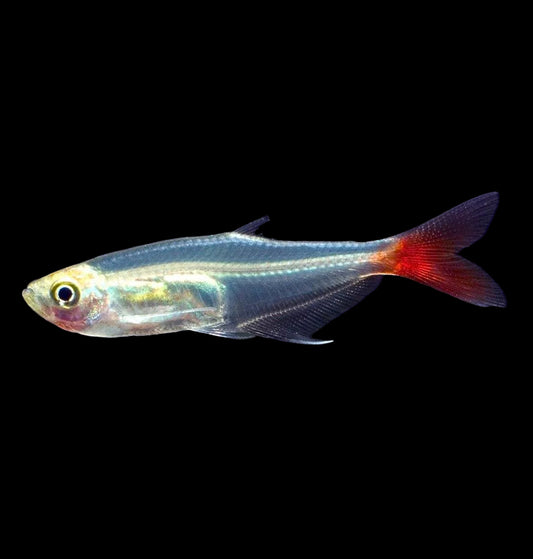 glass bloodfin tetra
