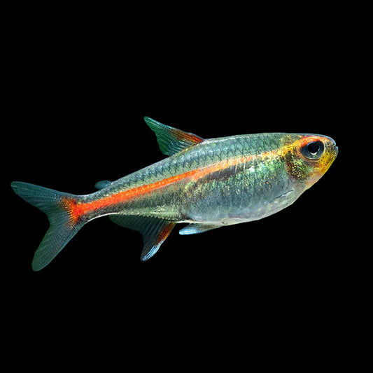 Glowlight Tetra