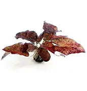 Nymphaea lotus 'RED' Bulb (BULB ONLY)