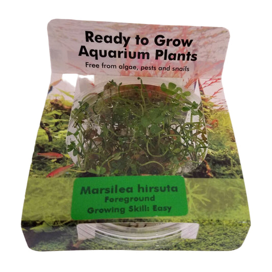 RTG Marsilea hirsuta TC