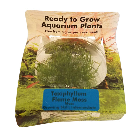 RTG Taxiphyllum Flame Moss TC