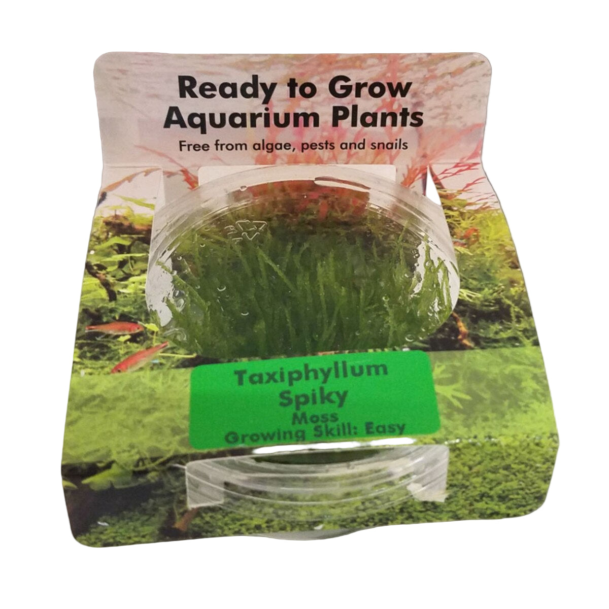 RTG Taxiphyllum Spiky TC
