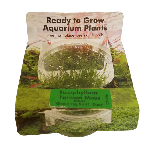 RTG Taxiphyllum Taiwan Moss TC