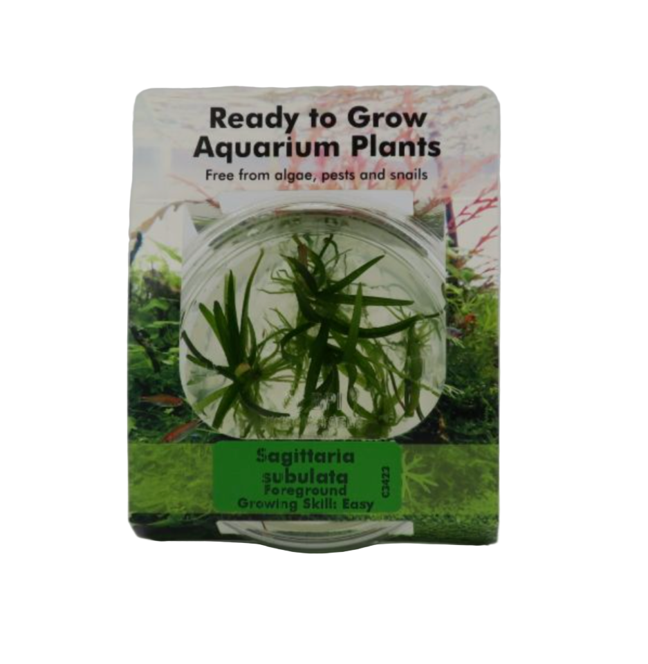 RTG Sagittaria subulata tc