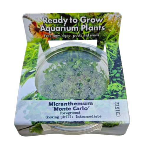 RTG Micranthemum 'Monte Carlo' tc