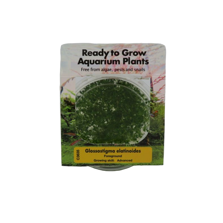 RTG Glossostigma elatinoides