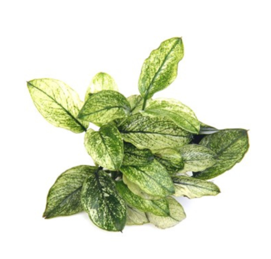 RTG Anubia nana 'Pinto' tc