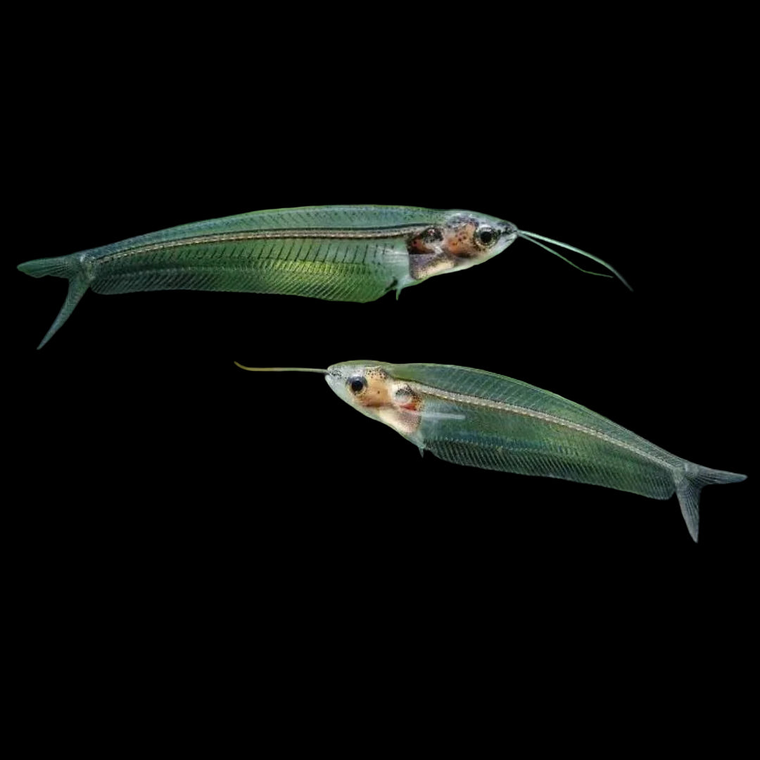 Thailand Glass Catfish