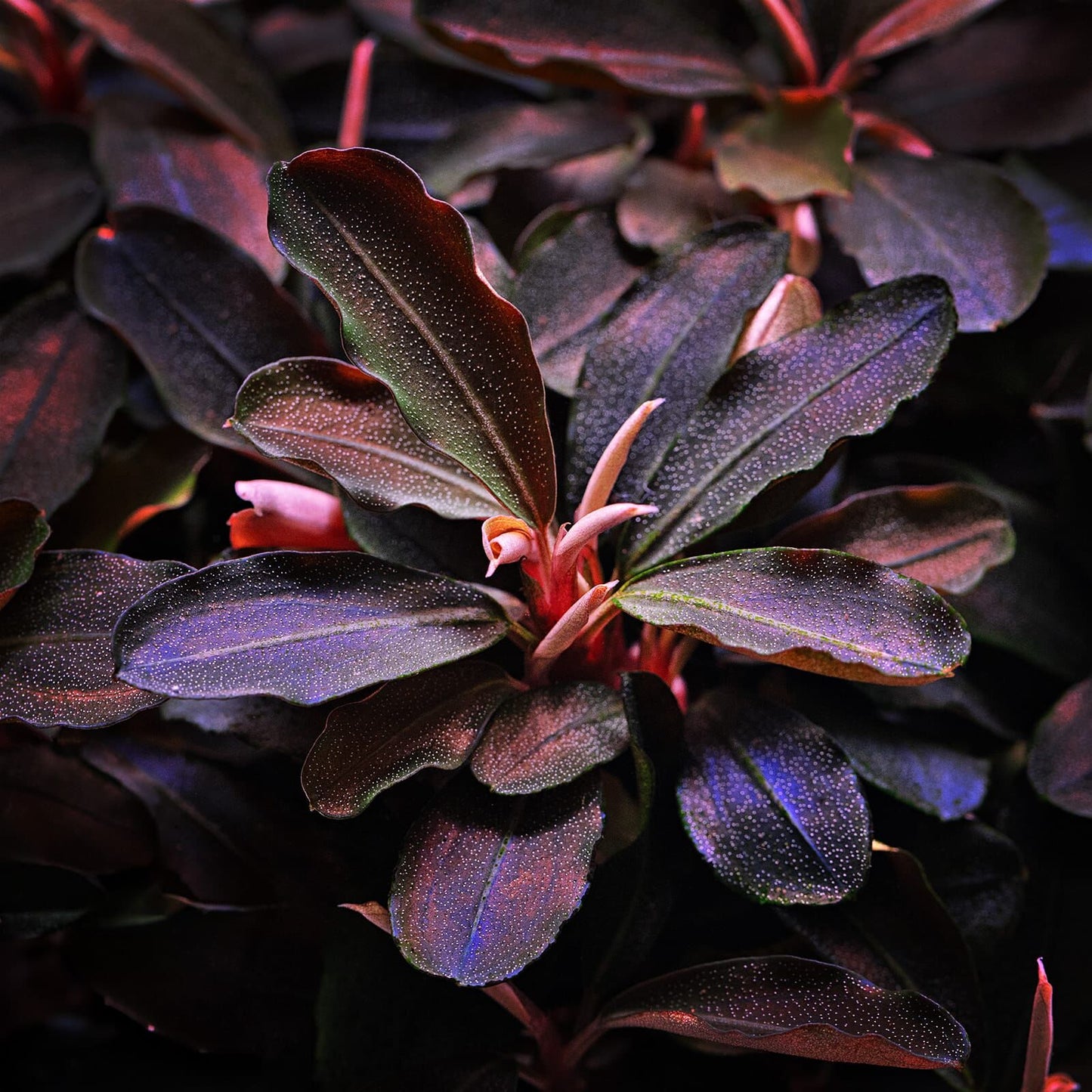 Bucephalandra 'Theia'