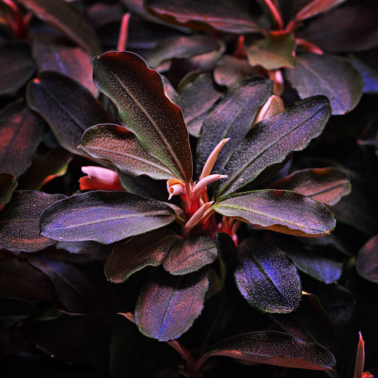 Bucephalandra 'Theia'