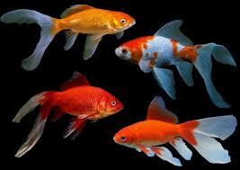 assorted comets 80-100mm