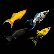 lyretail mollies assorted 40mm