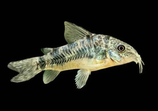 peppered corydoras